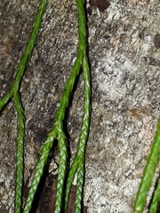 Phlegmariurus billardierei