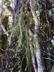 Phlegmariurus billardierei