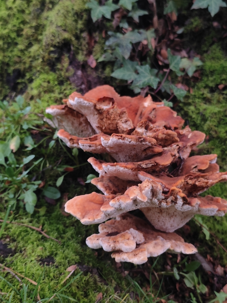 Bondarzewia guaitecasensis · June 2025 · photo: © nicolas_joak (iNaturalist, cc0)