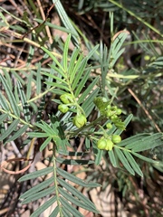 Senna aciphylla