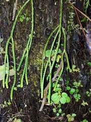 Phlegmariurus billardierei