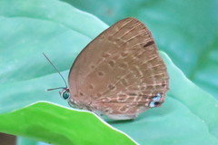 Arhopala major major