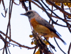 Monticola angolensis