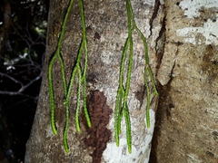 Phlegmariurus billardierei