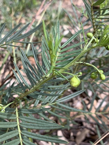 Senna aciphylla, photograph 2