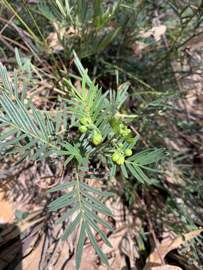 Senna aciphylla; photograph Guy Taseski, CC BY, iNaturalist via GBIF