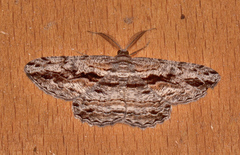 Scioglyptis chionomera