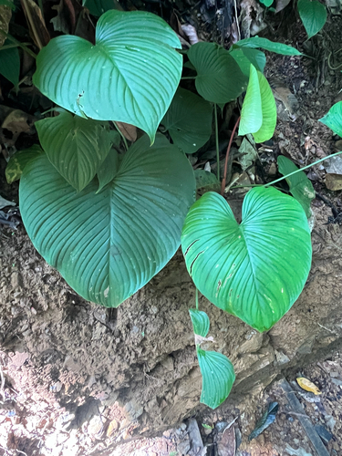 giant ground philodendron (Philodendron grandipes)