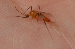 Coquillettidia xanthogaster