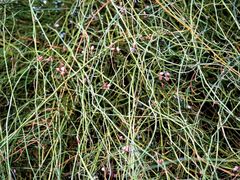 Ephedra foeminea