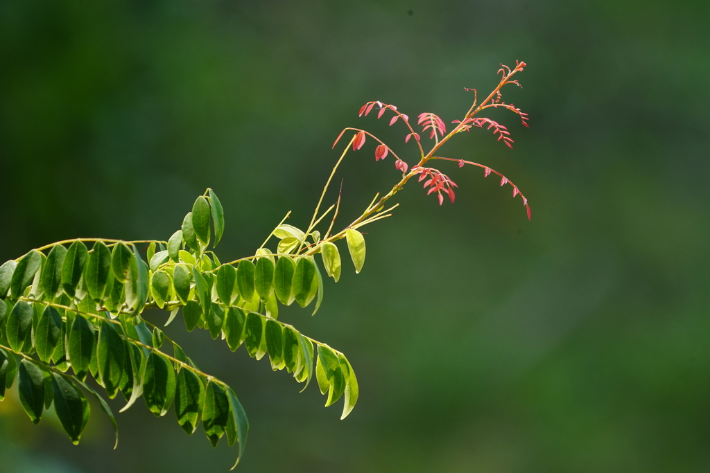 Rourea minor (Rourea minor)