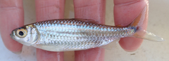 Brycinus lateralis