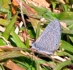 Pseudonacaduba sichela sichela