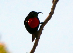 Chalcomitra senegalensis gutturalis