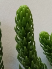 Araucaria heterophylla