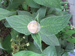 Hydrangea involucrata