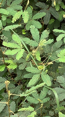 Mimosa pudica