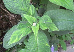 Hydrangea involucrata