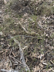 Prostanthera cryptandroides