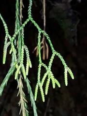 Phlegmariurus billardierei