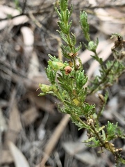 Prostanthera cryptandroides