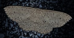 Cyclophora turneri
