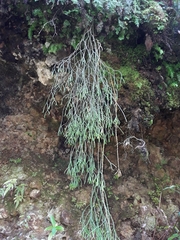 Phlegmariurus billardierei