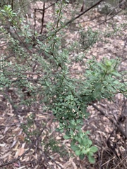 Prostanthera rotundifolia