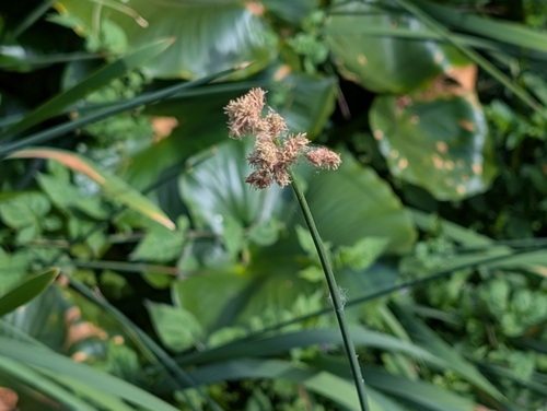 hardstem bulrush (Schoenoplectus acutus)