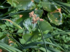 Tule (Scirpus acutus)