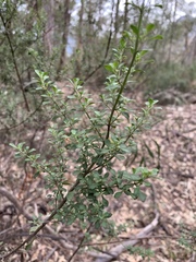 Prostanthera rotundifolia