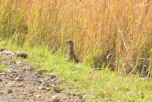 iNaturalist image