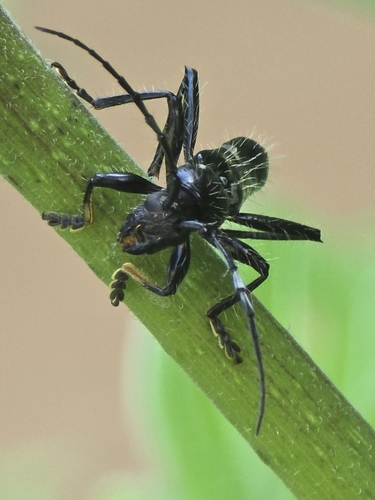 Stenygra angustata
