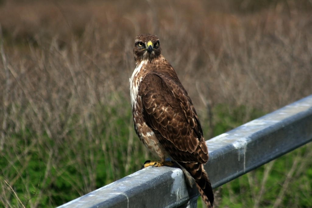 Red-tailed Hawk (Crum Woods Biodiversity Guide) · iNaturalist