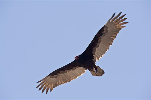 NETN Species Spotlight - Turkey and Black Vultures (U.S. National