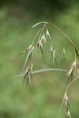 Themeda