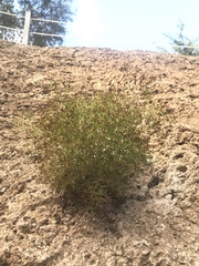 Hypericum triquetrifolium