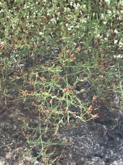 Hypericum triquetrifolium