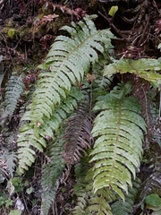 Cranfillia deltoides