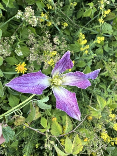 Clematis viticella