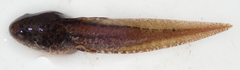Hyperolius parallelus