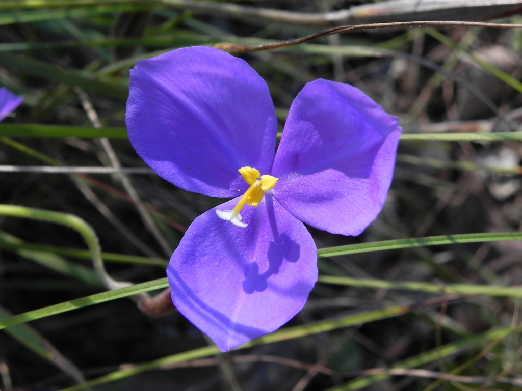 Purple Flags