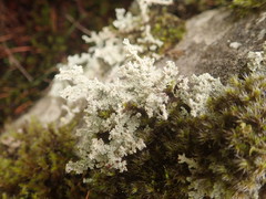 Stereocaulon intermedium