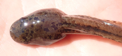 Hyperolius parallelus