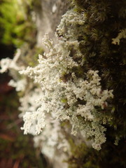 Stereocaulon intermedium