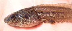 Hyperolius parallelus