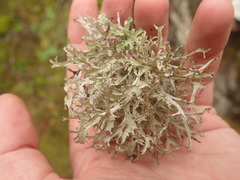 Platismatia stenophylla