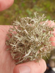 Platismatia stenophylla