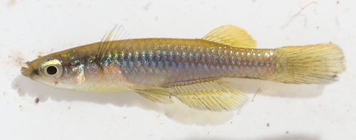 Johnston's topminnow (Micropanchax johnstoni) — Poeciliidae — 4