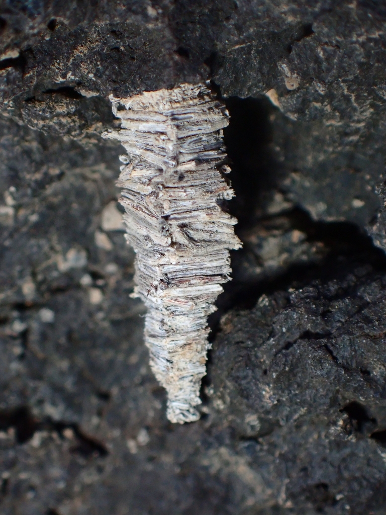 Amicta moneiba